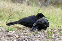 Choughs