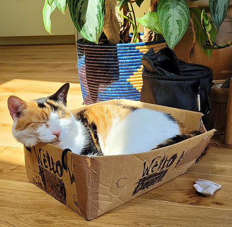 Willow