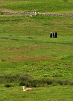 The watching deer, Leicestershire