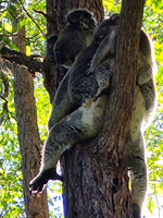 Our wildlife