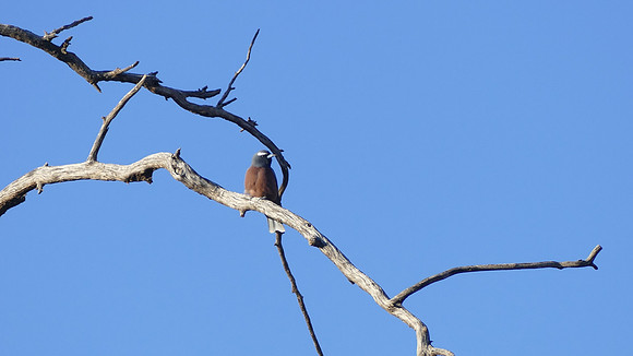 White-browed Woodswallow