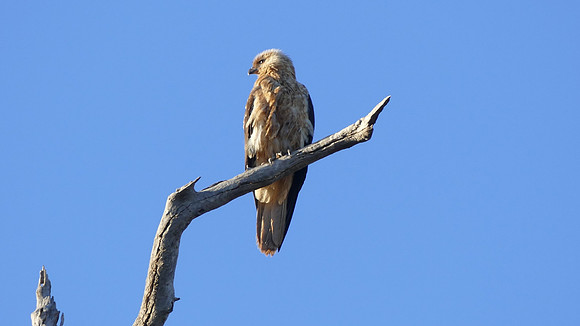 Whistling Kite