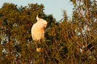 Major Mitchell Cockatoo