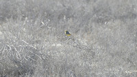 Yellow Chat