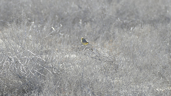 Yellow Chat