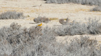 Orange Chat