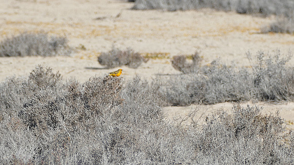Orange Chat