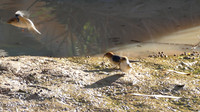 Fairy Martins