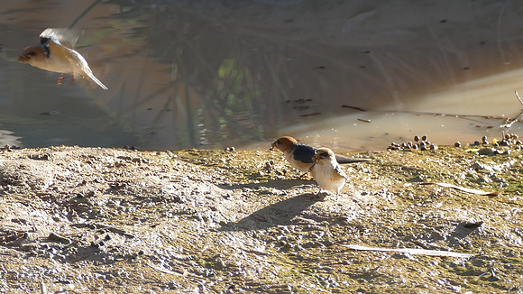 Fairy Martins