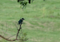 Forest Kingfisher