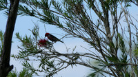 Scarlet Honeyeater