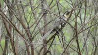 Common Koel