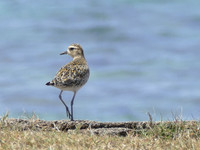 Pacific Golden Plover
