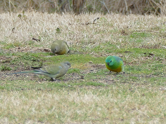 Grass Parrots