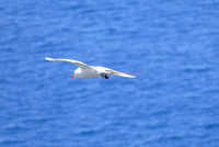 White Tern