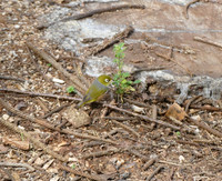Silvereye