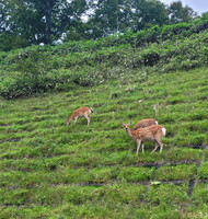 Japanese Deer