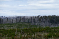 Laurel Hill