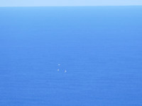 White Terns - often seen in groups of three