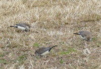 Zebra Finches