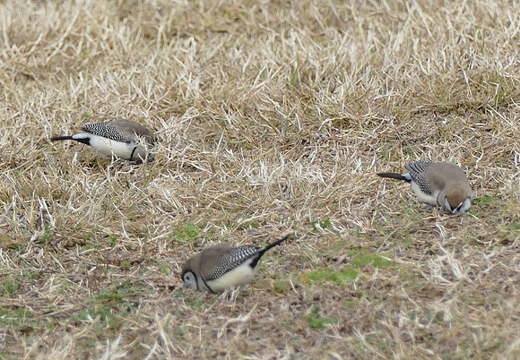 Zebra Finches