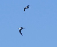 Sooty Terns!