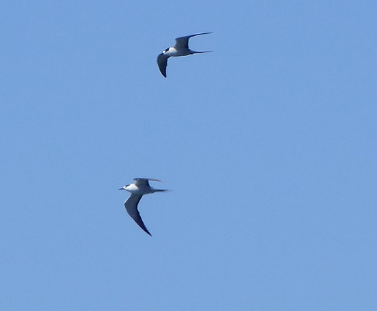 Sooty Terns!