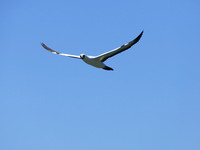 Masked Booby
