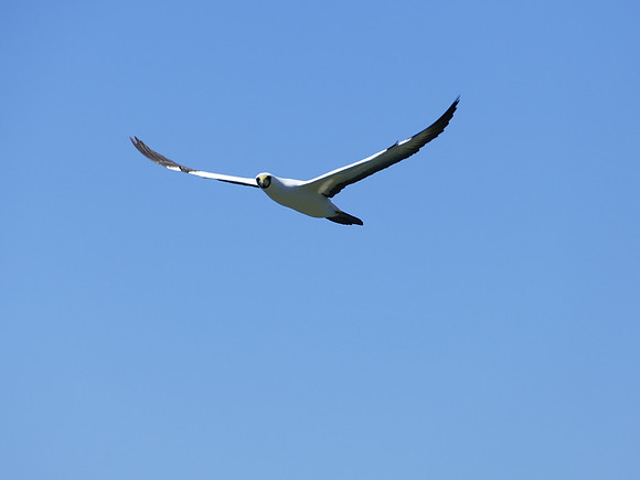 Masked Booby