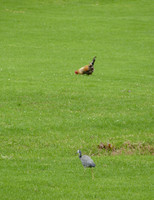 Feral Chook (there are lots of them!) and White-faced Heron