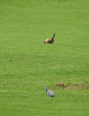 Feral Chook (there are lots of them!) and White-faced Heron