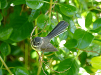 Grey Fantail