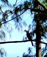 Toucan