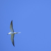 Sooty Tern
