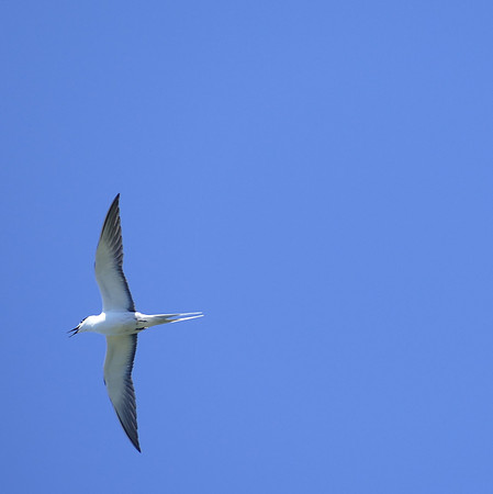 Sooty Tern