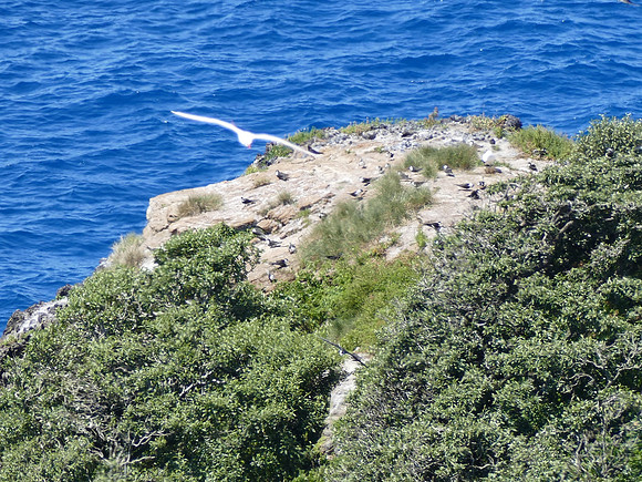 Sooty Terns Nesting