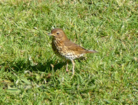 The Birds