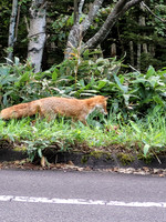 Ezo Red Fox