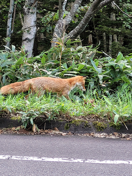Ezo Red Fox